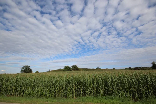 德国巴维拉的一片蓝天玉米地 — 图库照片