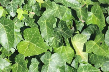 Doğal arka plan olarak taze yeşil sarmaşık yaprakları. en üstteki görünüm.