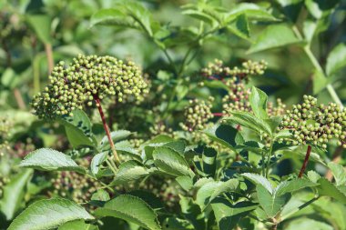 Adoxaceae familyasından çiçek açan bir bitki cinsi olan Sambucus böğürtlenleri.. 
