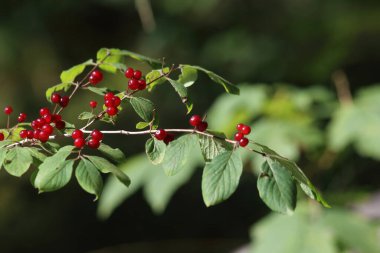 Lonicera xylosteum yaprak döken bir çalıdır.