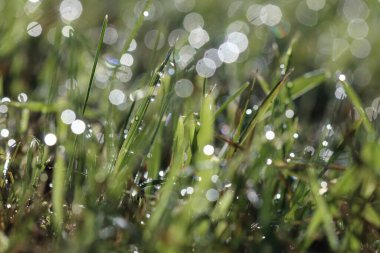 Yeşil çimlerin üzerinde çiy taneleri