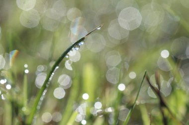 Yeşil çimlerin üzerinde çiy taneleri