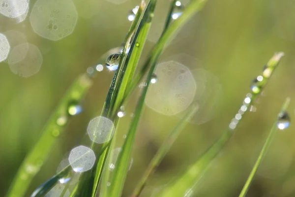 Yeşil çimlerin üzerinde çiy taneleri