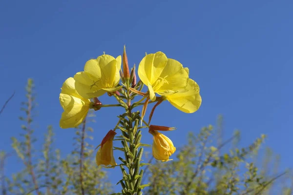 双子花 Oenothera Biennis 是菊科的一种开花植物 图库图片