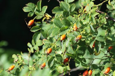  Gül kalçası veya gül kalçası, gül bitkisinin çeşitli türlerinin aksesuar meyvesidir..