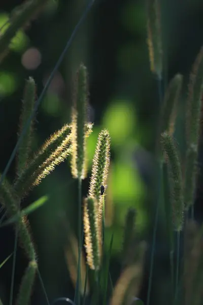 Close Green Foxtail Grass Blurred Background — Stock Photo, Image