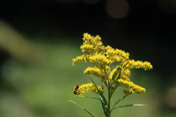 Blüte Der Goldrute Mit Einer Biene Auf — Stockfoto