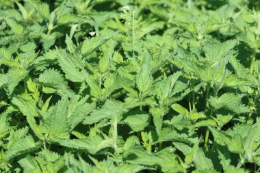 Isırgan otunun yeşil yaprakları
