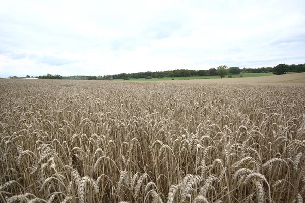 Almanya Bavyera Buğday Tarlası — Stok fotoğraf