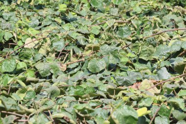 Meyve bahçesinde kiwimeyvelerin yeşil yaprakları