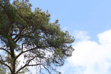 Güzel bir çam ağacı manzarası ve bulutlu mavi gökyüzü.