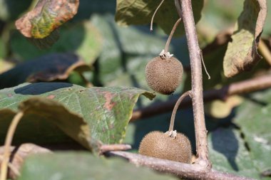 meyve bahçesinde yeşil yapraklı kiwifruit