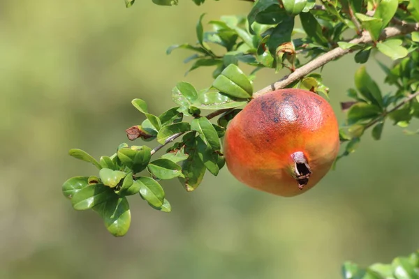 Ağaçta nar (Punica granatum) meyveleri