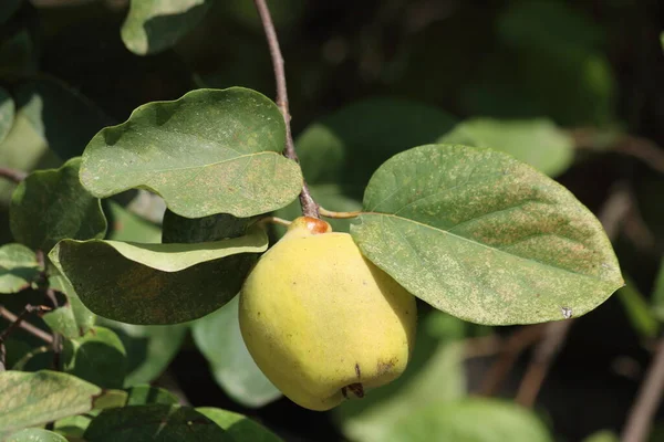 Quince Frukt Ett Litet Träd Rosenfamiljen Cydonia Oblonga — Stockfoto