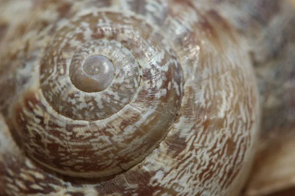 Closeup Empty Snail Shell — Stock Photo, Image