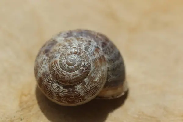 一个空蜗牛壳的闭锁 — 图库照片