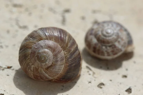 Closeup Empty Snail Shell — Stock Photo, Image