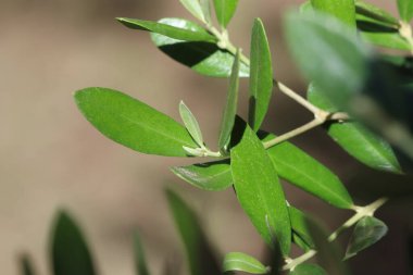 Zeytin ağacı dalına yakın plan
