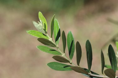 Zeytin ağacı dalına yakın plan