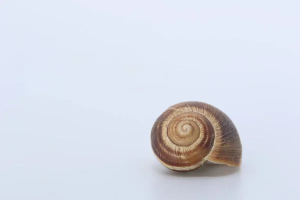 在白色背景上隔离的一个空蜗牛壳 — 图库照片