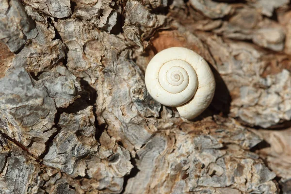 Isolated Snail Tree — Stock Photo, Image