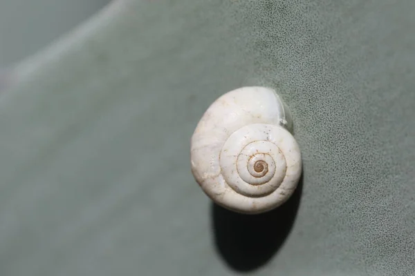 植物上的一种孤立的蜗牛 — 图库照片