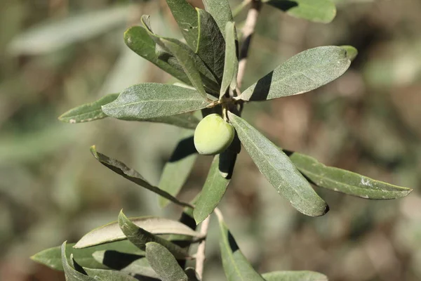 Созревающие Оливковые Плоды Оливковом Дереве — стоковое фото