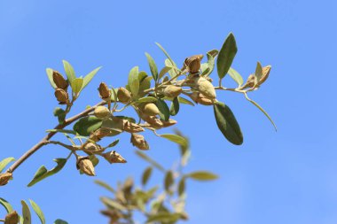 piramit ağacının tohumları (lagunaria patersonia))