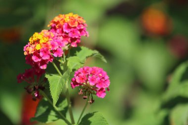 Lantana verbena ailesinde çok yıllık çiçekli bitkilerin yaklaşık 150 tür bir cins, Verbenaceae.