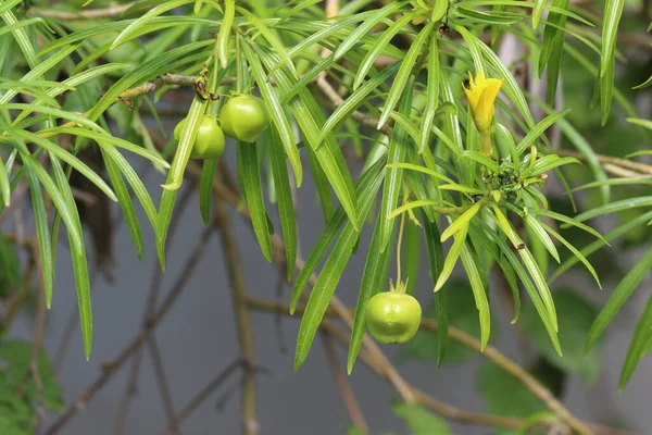 Cascabela Thevetia Ist Eine Giftige Pflanze Die Ganz Mexiko Und — Stockfoto