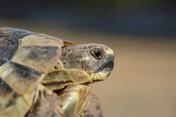 Een Schildpad Rotsen — Stockfoto