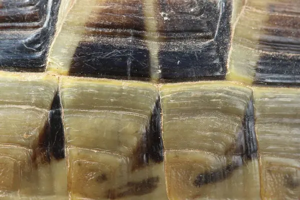 close up of a turtle shell