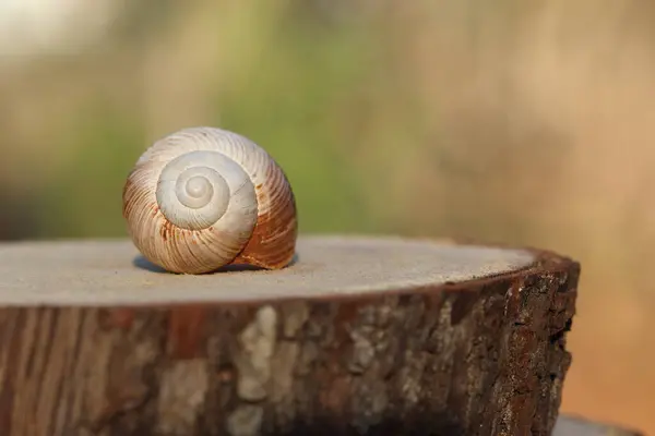 Empty Snail Shell Isolated Wood Slice — Stock Photo, Image