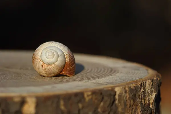 Empty Snail Shell Isolated Wood Slice — Stock Photo, Image