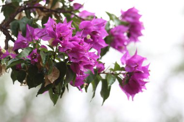 Bougainvillea, saat dörtte yaşayan Nyctaginaceae familyasına ait dikenli asmalar, çalılar ve ağaçların cinsidir..