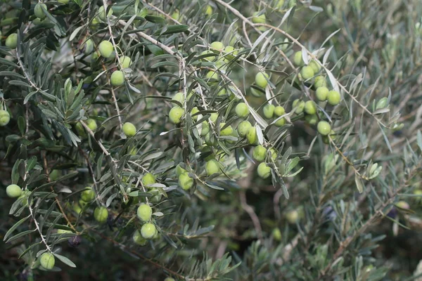 Green Olives Tree — Stock Photo, Image