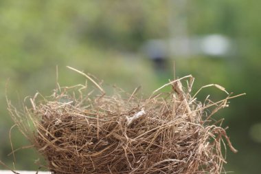 Doğal arka planda terk edilmiş kuş yuvası