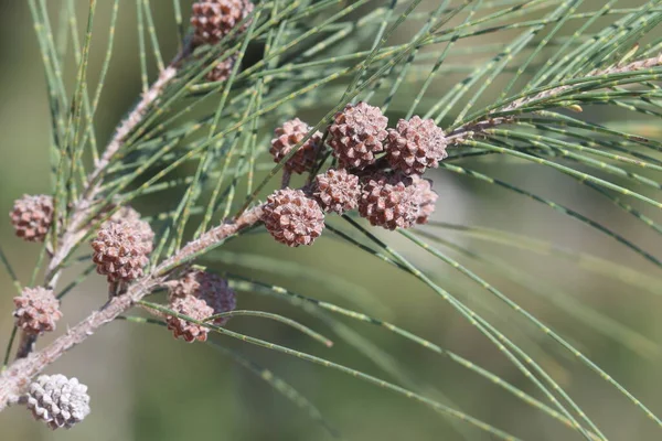 Avustralya çam ağacının koni ve yaprakları (Casuarina equisetifolia)