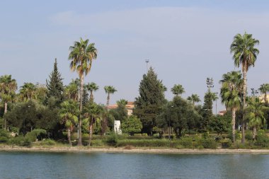 Nehir kıyısında mavi gökyüzü olan palmiye ağaçları