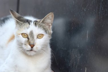 Bir sokak kedisinin portresini kapat.