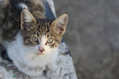 Başıboş bir kedi yavrusu portresi