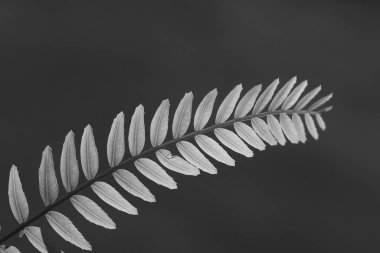 Schinus Molle (sahte karabiber) dalının siyah beyaz sunumu