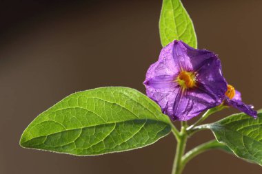 Lycianthes rantonnetii, Paraguay itüzümü (