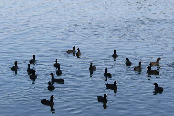 a group of cormorants swimming in a river