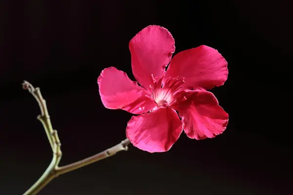 Квітка Олеандру Темному Фоні Стокове Фото