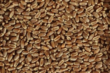 buğday tanelerinin üst görünümü