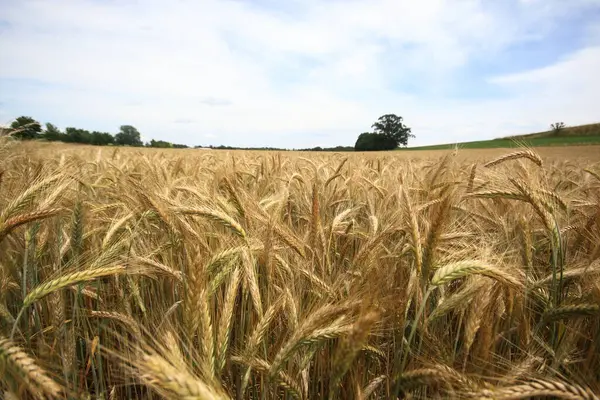 Yazın buğday tarlası