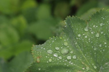 Yeşil yaprağa yağmur damlaları