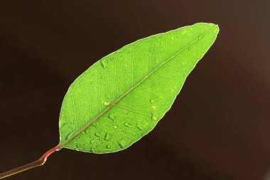 Bir okaliptüs yaprağını kapat