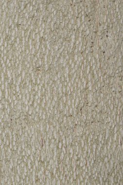 ağaç kabuğu dokusu